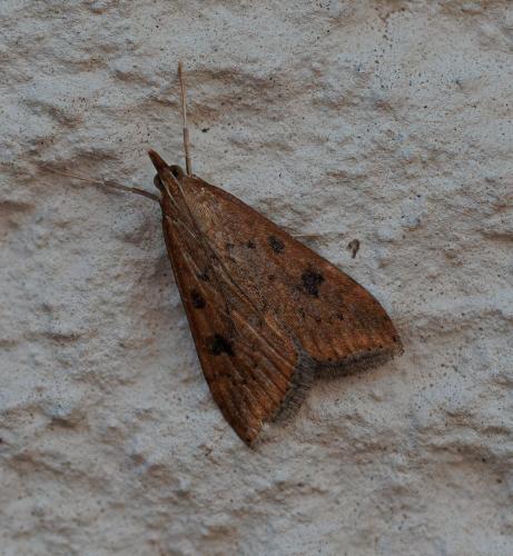 Réf. 352 753 : Udea ferrugalis
